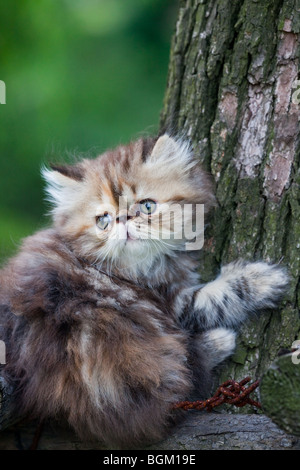 das Kätzchen spielen im Freien. Stockfoto