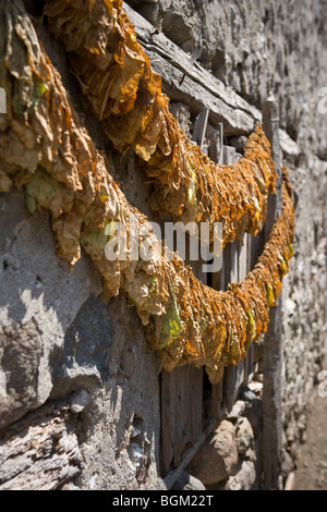 Tabakblätter zum Trocknen aufgehängt Stockfoto