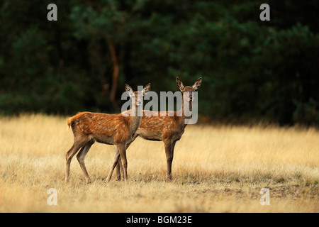 Young-Rothirsch (Cervus Elaphus) Stockfoto