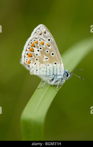 Gemeinsame blaue Schmetterling ruht auf einem Reed-Blatt Stockfoto