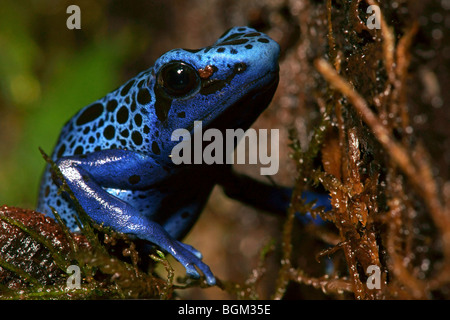 Blue Poison Dart Frog (Dendrobates Tinctorius Azureus) in Gefangenschaft Stockfoto