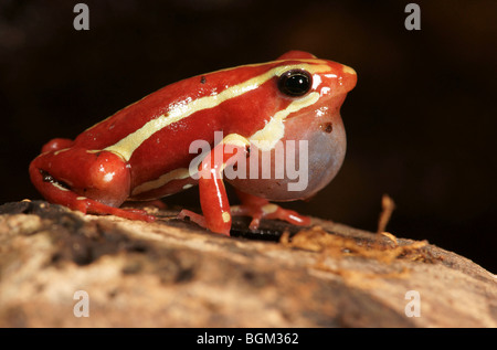 Phantasmal poison Frog (Epipedobates Tricolor) in Gefangenschaft Stockfoto