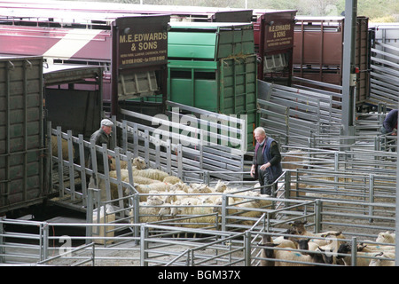 Schafe werden verladen auf LKW Ashford Viehmarkt In Kent Stockfoto