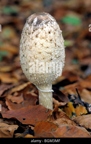 Shaggy Tinte GAP / des Rechtsanwalts Perücke / Shaggy Mähne (Coprinus Comatus) in frühen wachsenden Bühne Stockfoto