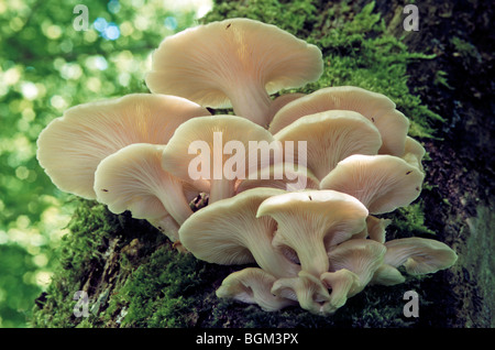 Pilz Oyster / Oyster Bracket Pilze (Pleurotus Ostreatus) wachsen am Stamm des Baumes im Wald Stockfoto