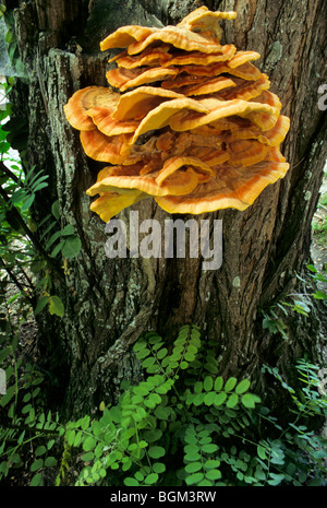 Krabben-of-the-Woods / Schwefel Polypore / Schwefel Regal / Huhn-of-the-Woods (Laetiporus Sulphureus) auf Baumstamm Stockfoto