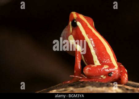 Phantasmal poison Frog (Epipedobates Tricolor) in Gefangenschaft Stockfoto