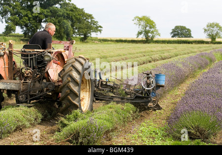 Traktor schneiden Lavendel Somerset Lavendel, Faulkland, Somerset Stockfoto