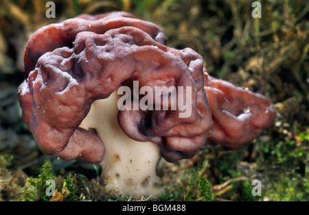 Gehirn-Pilz / Turban Pilz / Elefantenohren / false Morel Pilz (montanen Esculenta) Stockfoto