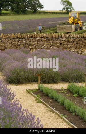 Reihen von Lavendel auf den Feldern und Garten von Somerset Lavendel, Faulkland, Somerset Stockfoto