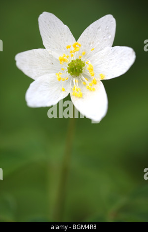 Buschwindröschen (Anemone Nemorosa) in Blüte im Frühjahr Stockfoto