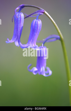 Blüten der Glockenblume (Hyacinthoides non-Scripta) in Buchenwald, Belgien Stockfoto