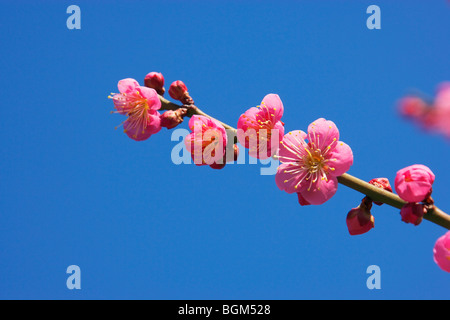 Rosa pflaume Blüten Stockfoto