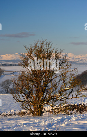 Baum, Trockenmauer und Coniston Fells im Schnee. Kendal Fell. Kendal, Cumbria, England, Vereinigtes Königreich, Europa. Stockfoto