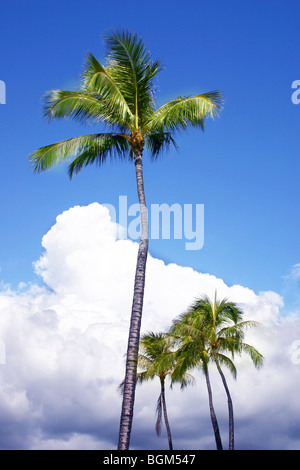 Kokospalmen mit blauem Himmel und Wolken Stockfoto