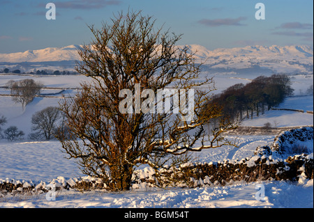 Baum, Trockenmauer und Coniston Fells im Schnee. Kendal Fell. Kendal, Cumbria, England, Vereinigtes Königreich, Europa. Stockfoto