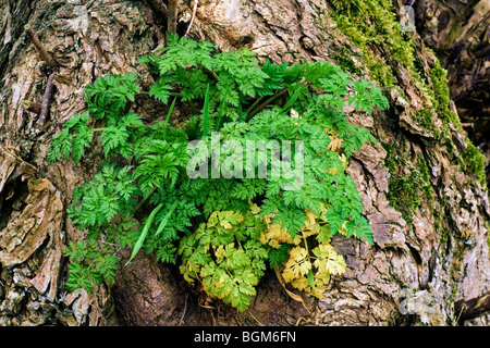 Kuh-Petersilie / wilder Kerbel / Keck (Anthriscus Sylvestris) auf alten Baumstumpf Stockfoto