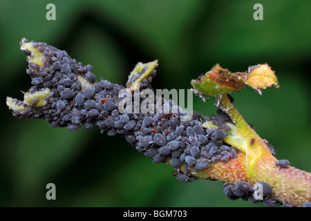 Blattläuse (Aphidoidea SP.) auf Hedera (Hedera Helix), Belgien Stockfoto