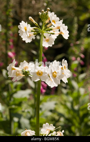 Hohen Primula Japonica (japanische Primel oder japanische Schlüsselblume) wächst in einem Garten Süd Cornwall Stockfoto