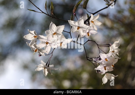 Potato Vine Solanum Jasminoides 'Album' blüht Stockfoto