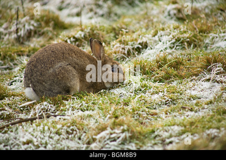 Wilden Europäischen Kaninchen (Oryctolagus cuniculus) essen Gras im Winter Stockfoto