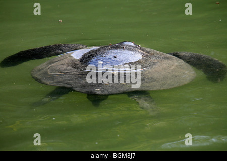 Galapagos grüne Meeresschildkröte (Chelonia Mydas) schwimmen, Caleta Tortuga Negra, Santa Cruz Island, Galápagos-Inseln Stockfoto