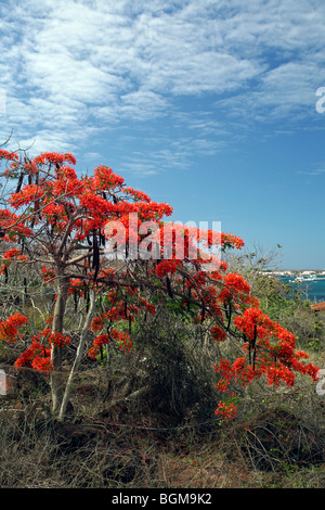 Flamboyant Baum / Royal Poinciana (Delonix Regia) in voller Blüte, Puerto Baquerizo Moreno, San Cristoba Insel, Galápagos-Inseln Stockfoto