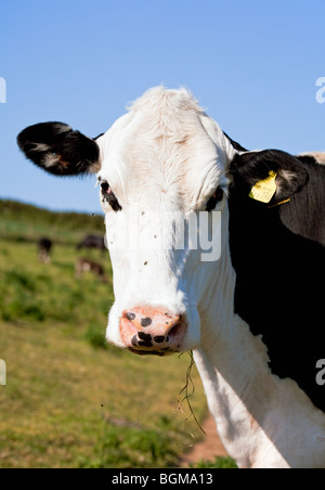 Britische Friesische Kuh, Devon, England, Vereinigtes Königreich Stockfoto