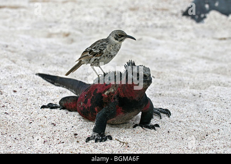 Marine Iguana (Amblyrhynchus Cristatus) mit Haube Insel Spottdrossel (Mimus Macdonaldi) auf dem Rücken, Espanola Insel, Galapagos Stockfoto