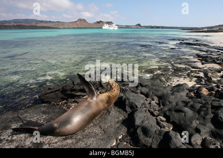 Kreuzfahrtschiffe in der Bucht und Galapagos-Seelöwen / Seelöwen ruht auf Lavafeld bei Sombrero Chino / Chinaman Hut, Insel Santiago Stockfoto