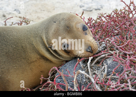 Galapagos-Seelöwe / Galápagos-Seelöwe (Zalophus Wollebaeki)-Porträt, Sombrero Chino Insel, Galápagos-Inseln, Ecuador Stockfoto