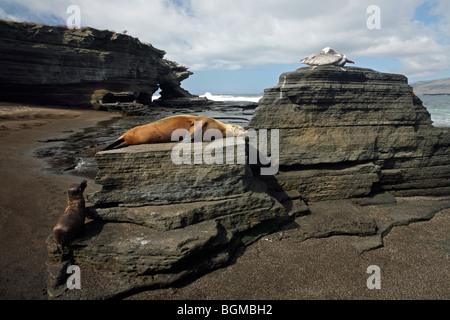 Galapagos-Seelöwen / Seelöwen (Zalophus Wollebaeki) und braune Pelikane am Strand von Puerto Egas, Santiago / Insel San Salvador Stockfoto