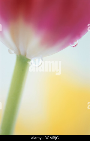 Nahaufnahme einer roten Tulpe Stockfoto