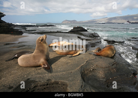 Galapagos-Seelöwen / Galápagos-Seelöwen (Zalophus Wollebaeki) auf der Insel Santiago am Strand von Puerto Egas / Insel San Salvador Stockfoto