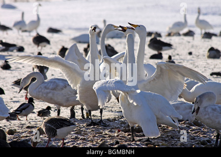 Whooper Schwäne Cygnus Cygnus anzeigen bei Martin bloße WWT, Lancashire UK Stockfoto