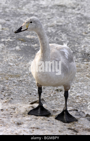 Whooper Schwan Cygnet Cygnus Cygnus stehend auf Eis bei Martin bloße WWT, Lancashire UK Stockfoto