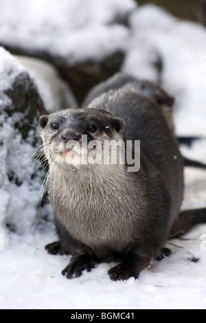 Orientalische kleine krallte Otter Aonyx Cinerea im Schnee genommen bei Martin bloße WWT, Lancashire UK Stockfoto