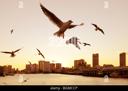 Möwen auf dem Sumida River am Abend in der Nähe von kachidoki Brücke fliegen. Kachidoki Brücke, Chuo-ku, Tokyo, Japan Stockfoto