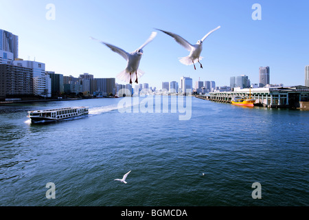 Möwen auf dem Sumida River in der Nähe von kachidoki Brücke fliegen. Kachidoki Brücke, Chuo-ku, Tokyo, Japan Stockfoto