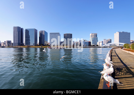 Möwen ruht neben der Sumida River. Koto-ku, Tokyo, Japan Stockfoto