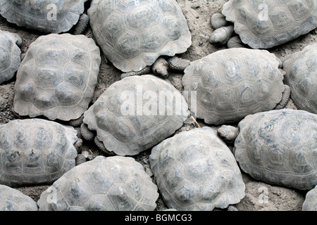 Baby-Galapagos-Riesenschildkröten (Geochelone Elephantopus / Chelonoidis Nigra) auf der Insel Isabela, Galapagos in Gefangenschaft gezüchtet Stockfoto