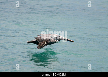 Brauner Pelikan (Pelecanus Occidentalis) fliegen über das Meer, Puerto Ayora auf Santa Cruz Island, Galápagos-Inseln, Ecuador Stockfoto