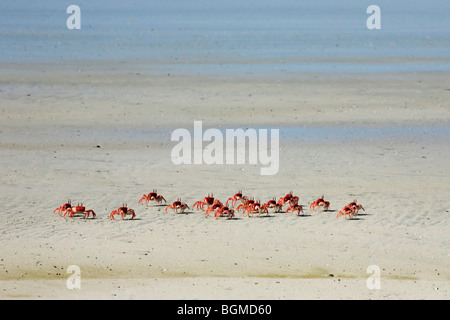 Gemalte Gespenst Krabben / Warenkorb Fahrer Krabbe (Ocypode Gaudichaudii) am Strand von Puerto Villamil, Isabela Island, Galápagos-Inseln Stockfoto