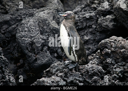 Galápagos-Pinguin (Spheniscus Mendiculus) auf Lava-Strand, Floreana Insel, Galápagos-Inseln, Ecuador, Lateinamerika Stockfoto