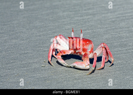 Malte Ghost Krabben / Warenkorb Fahrer Krabbe (Ocypode Gaudichaudii) am Strand von Puerto Villamil auf Isabela Island, Galapagos-Inseln Stockfoto