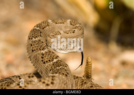 Westlichen Diamondback Klapperschlange Stockfoto