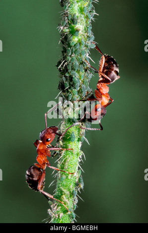 Ameisen (Ameisen) sammeln Honigtau aus Blattläuse (Aphidoidea) Stockfoto