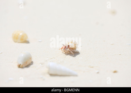 Kleine einsiedlerkrebs am Strand, Malediven Stockfoto