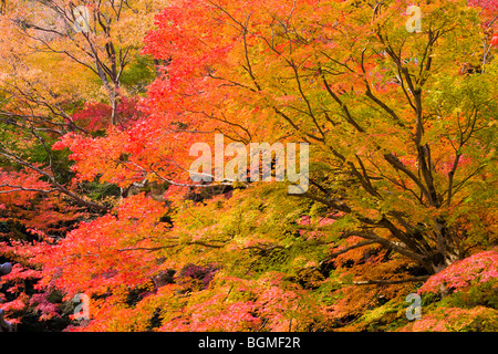 Herbstliche Blätter auf Ahorn Otsu Präfektur Shiga Japan Stockfoto