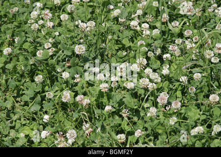 Weißklee Trifolium repens Stockfoto